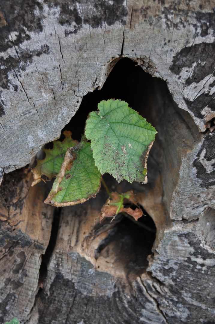 Leben im toten Baum