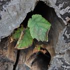 Leben im toten Baum