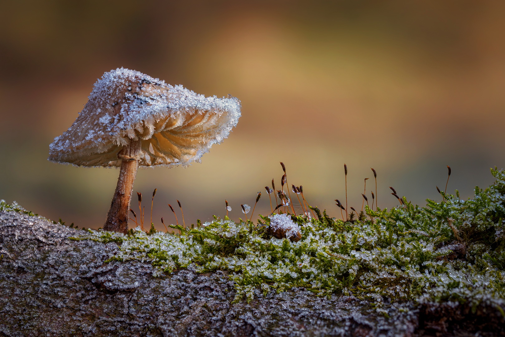 Leben im Wald ...