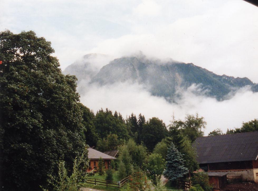 Leben im Wald