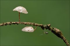 Leben im Wald