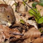 Leben im Wald