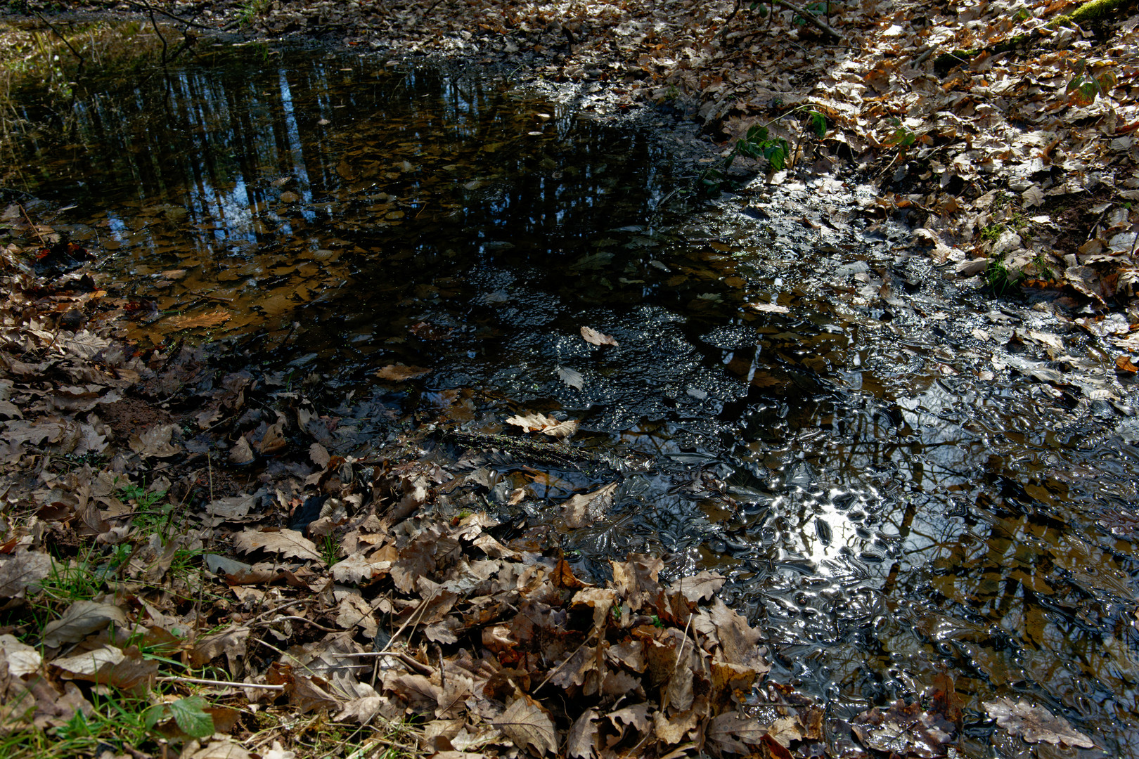 Leben im Waldtümpel