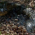 Leben im Waldtümpel