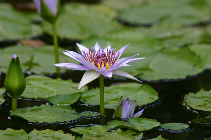 Leben im Wasser