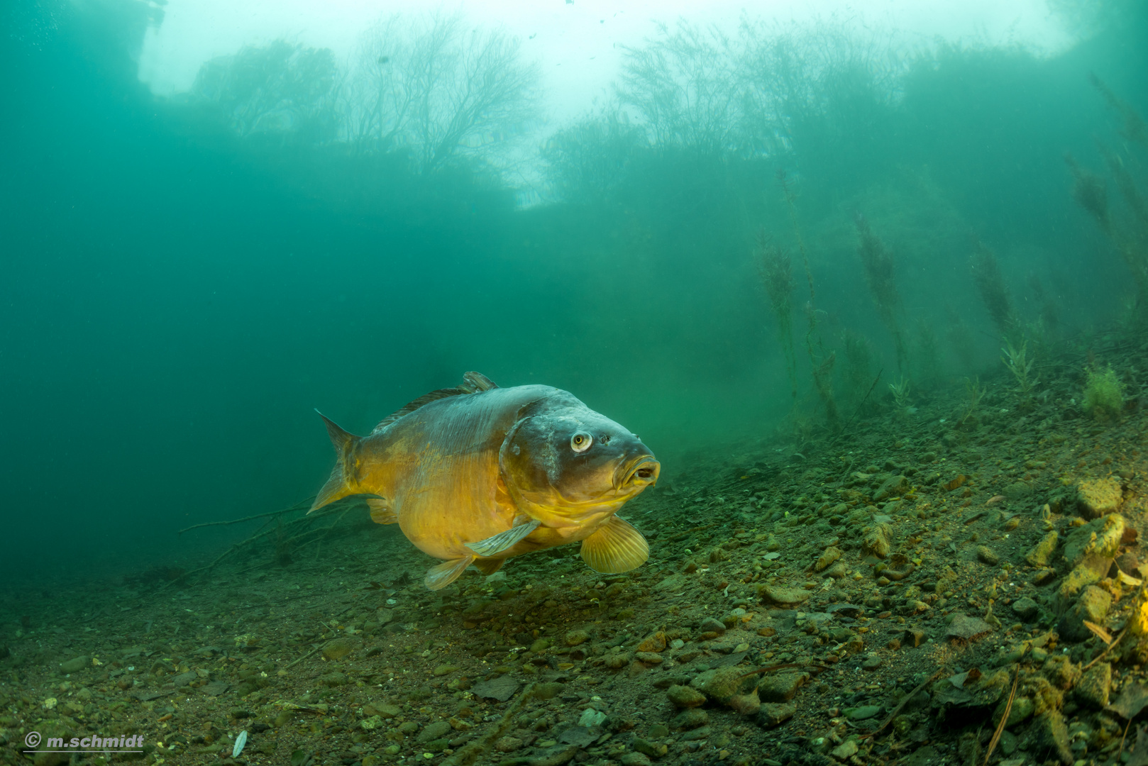  Leben im Wasser Spiegelkarpfen