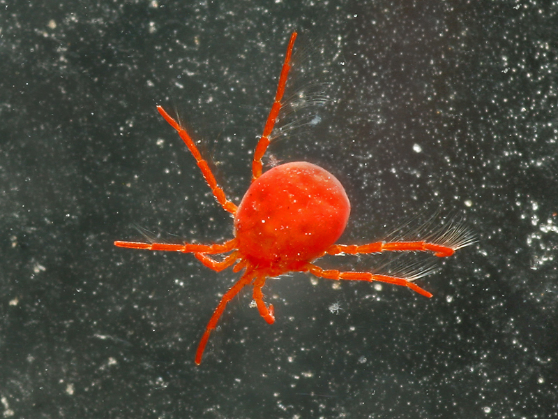 Leben im Wassertropfen II