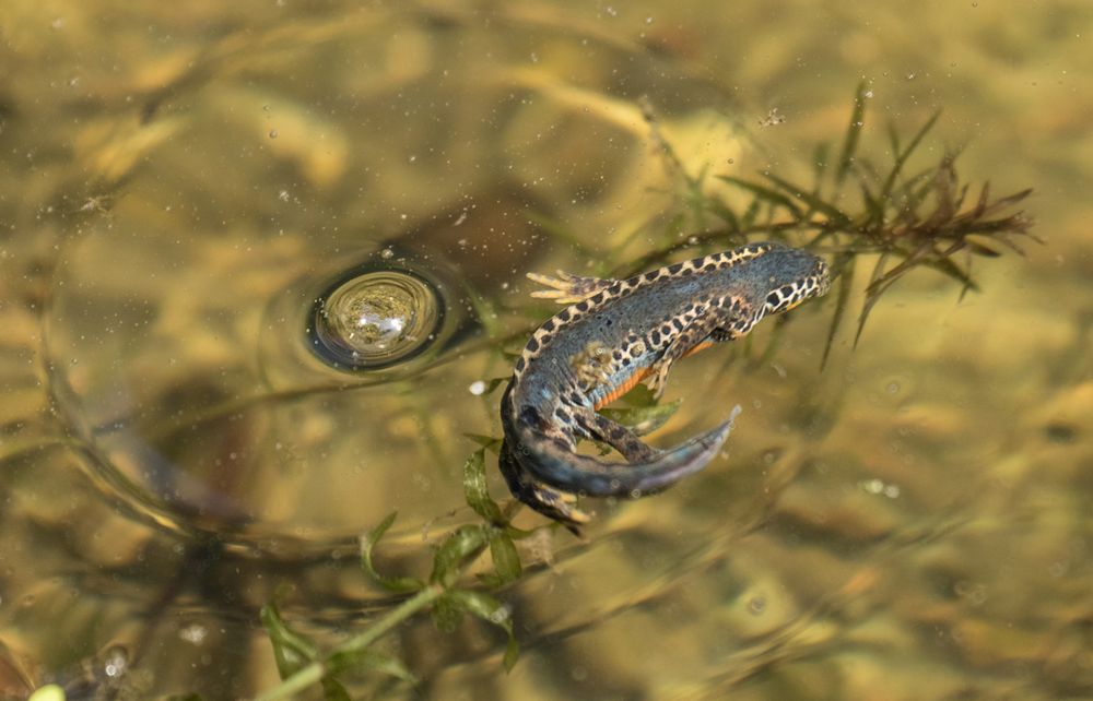 Leben im Weiher - ein Bergmolch