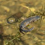 Leben im Weiher - ein Bergmolch