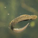 Leben im Weiher - ein Fadenmolch ?