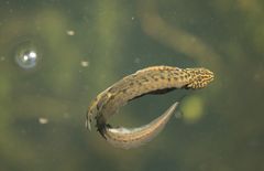 Leben im Weiher - ein Fadenmolch ?