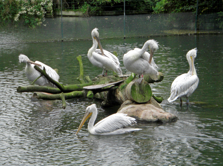 Leben im ZOO (7)