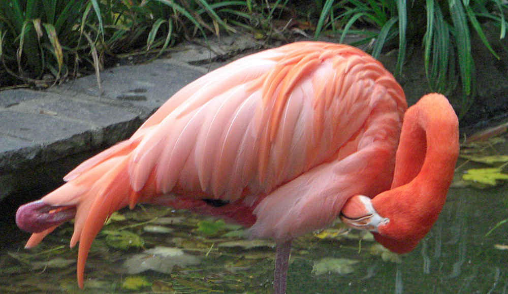 Leben im ZOO (9)