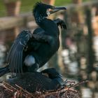 Leben im Zoo - Kormoran