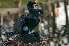 Leben im Zoo - Kormoran