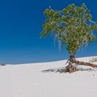 Leben in den Dünen