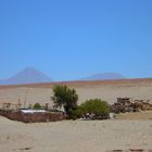 Leben in der Atacama-Wüste...