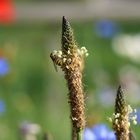 Leben in der Bienenweide