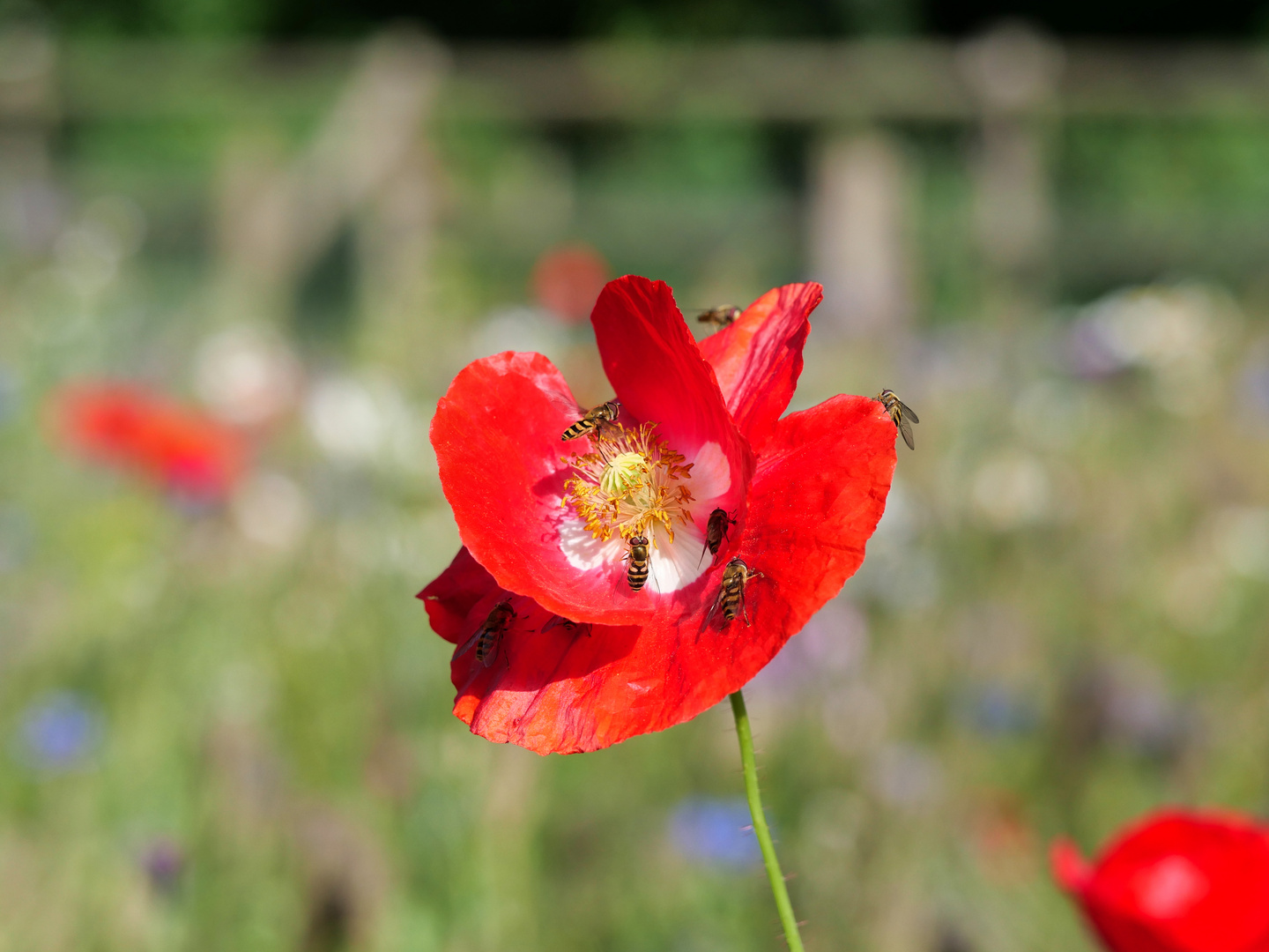 Leben in der Bienenweide