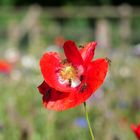 Leben in der Bienenweide