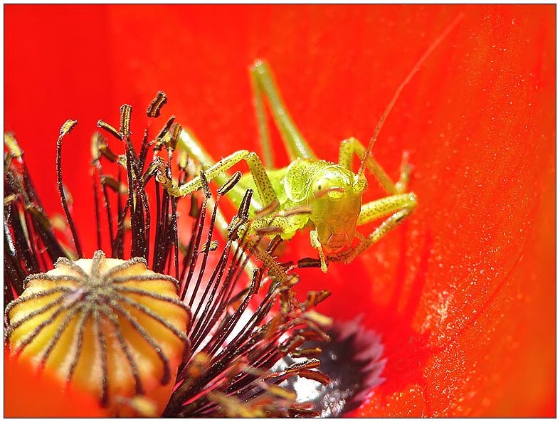 Leben in der Blüte