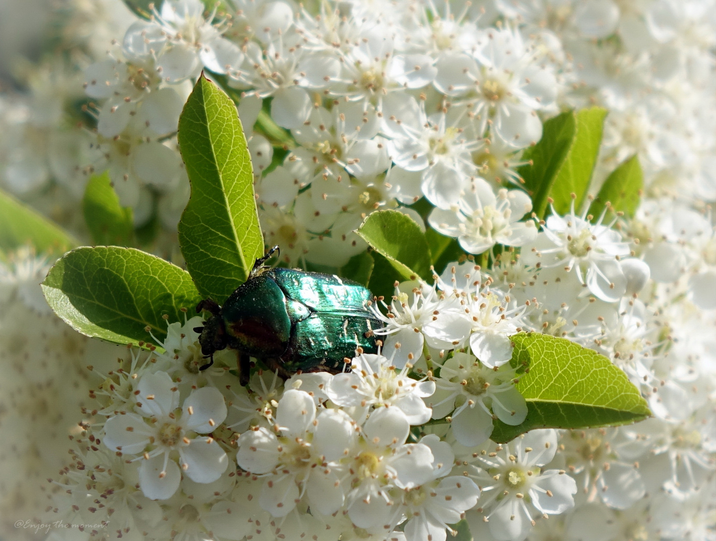 Leben in der Blüte