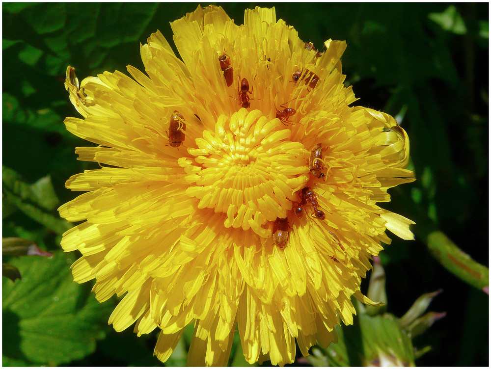 Leben in der Blume by Jürgen Büchau 