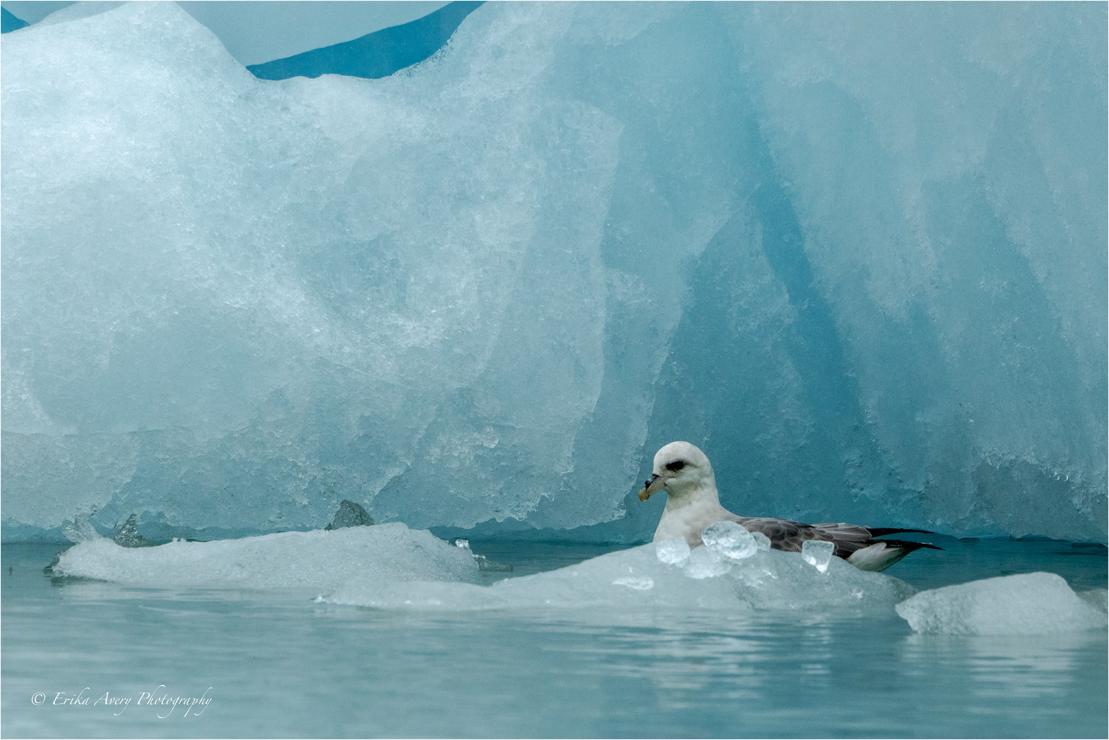 Leben in der Eiswelt