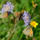 Leben in der freien Natur