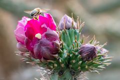 Leben in der Kaktusblüte