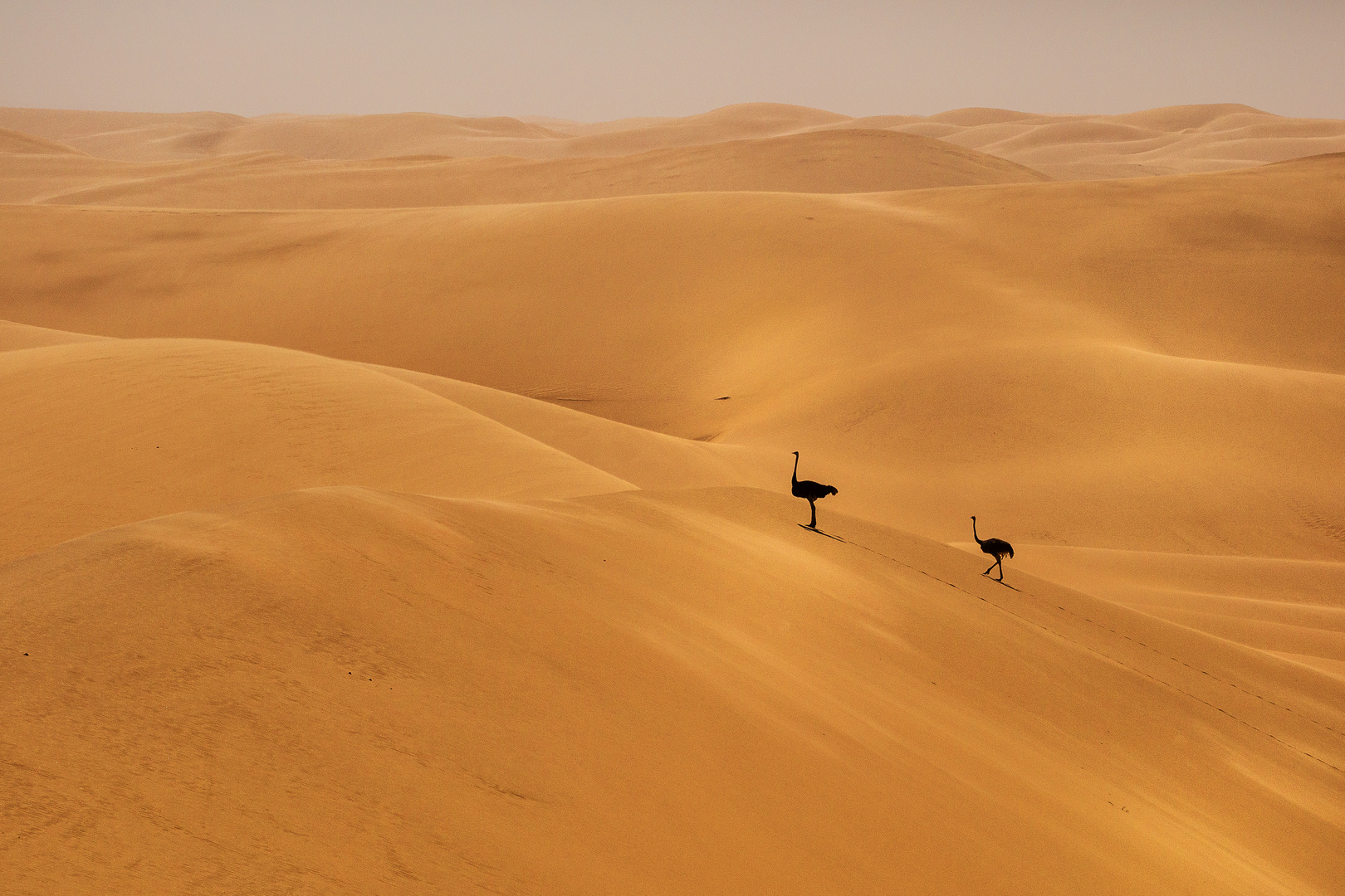 Leben in der Namib