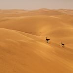 Leben in der Namib