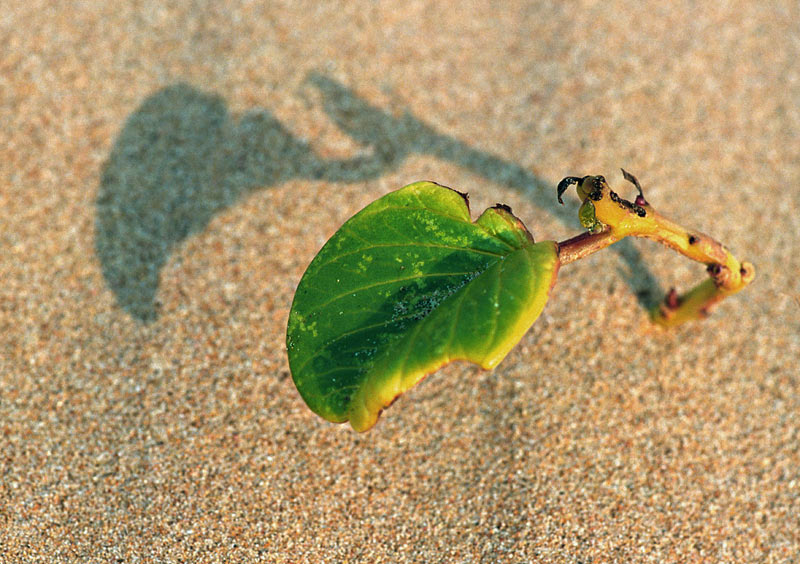 Leben in der Sanddüne