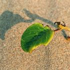 Leben in der Sanddüne