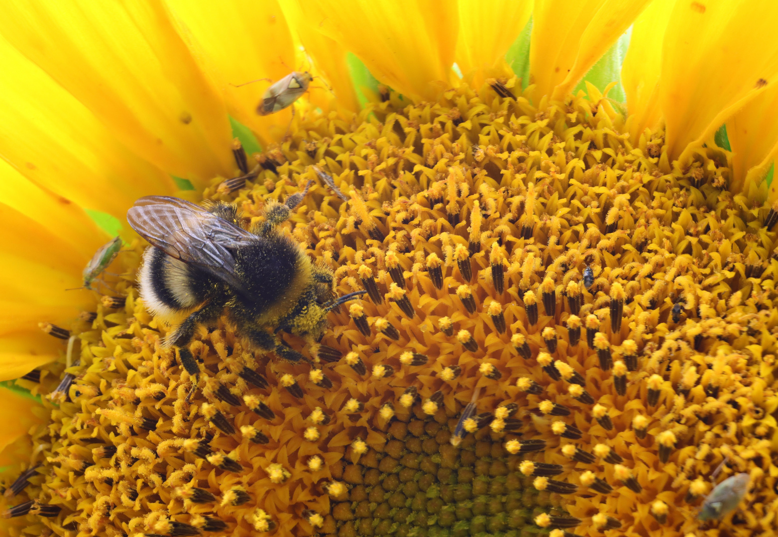 Leben in der Sonnenblume