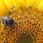 Leben in der Sonnenblume