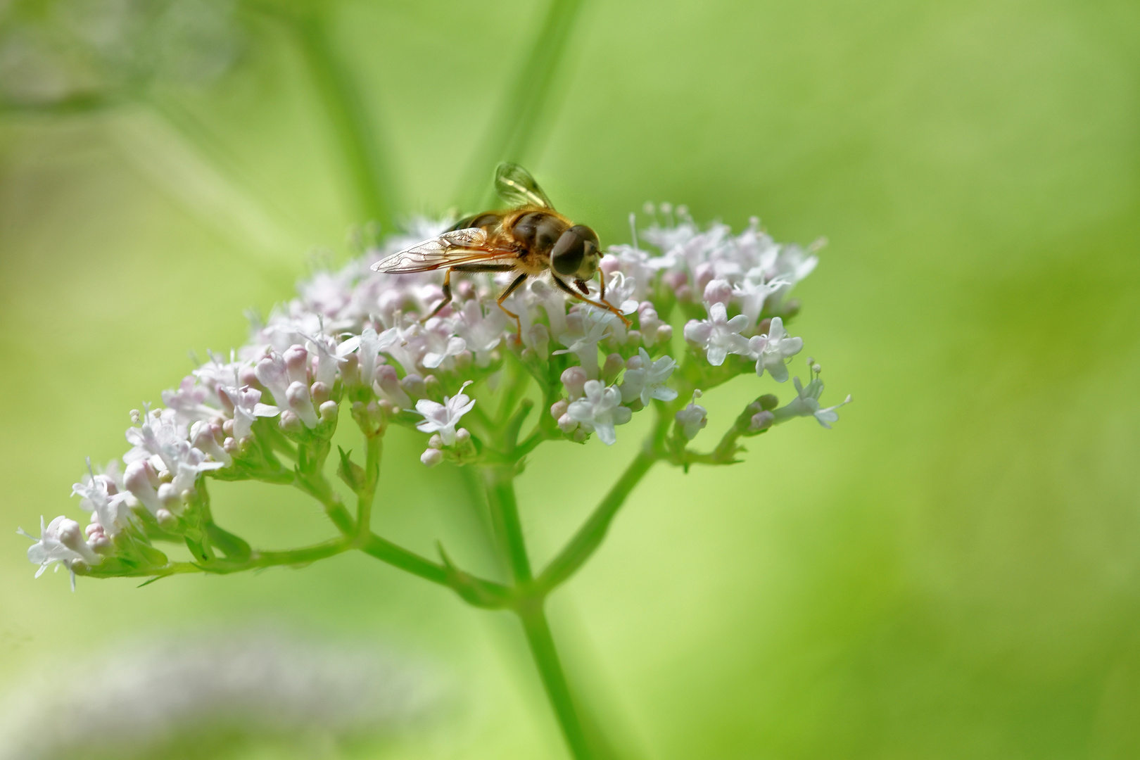 Leben in der Wiese (2)