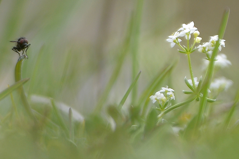 Leben in der Wiese