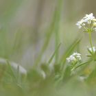 Leben in der Wiese