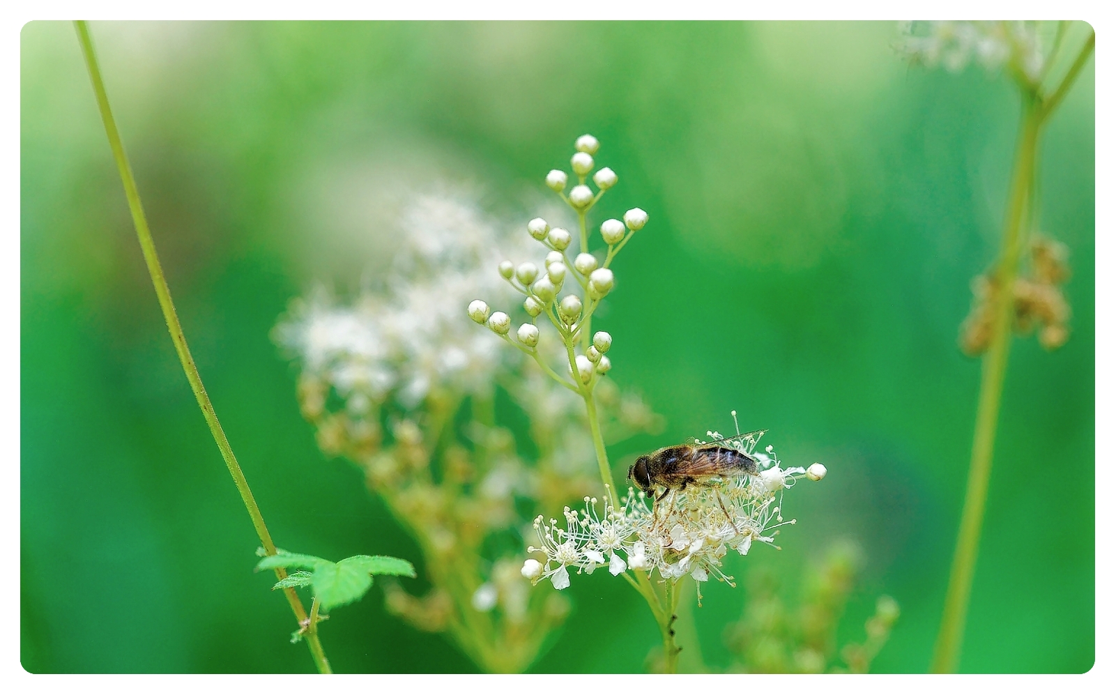 Leben in der Wiese 