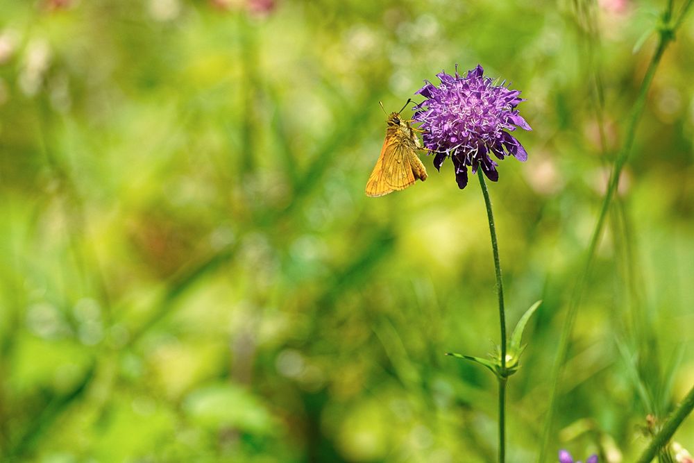 Leben in der Wiese