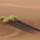 Leben in der Wüste