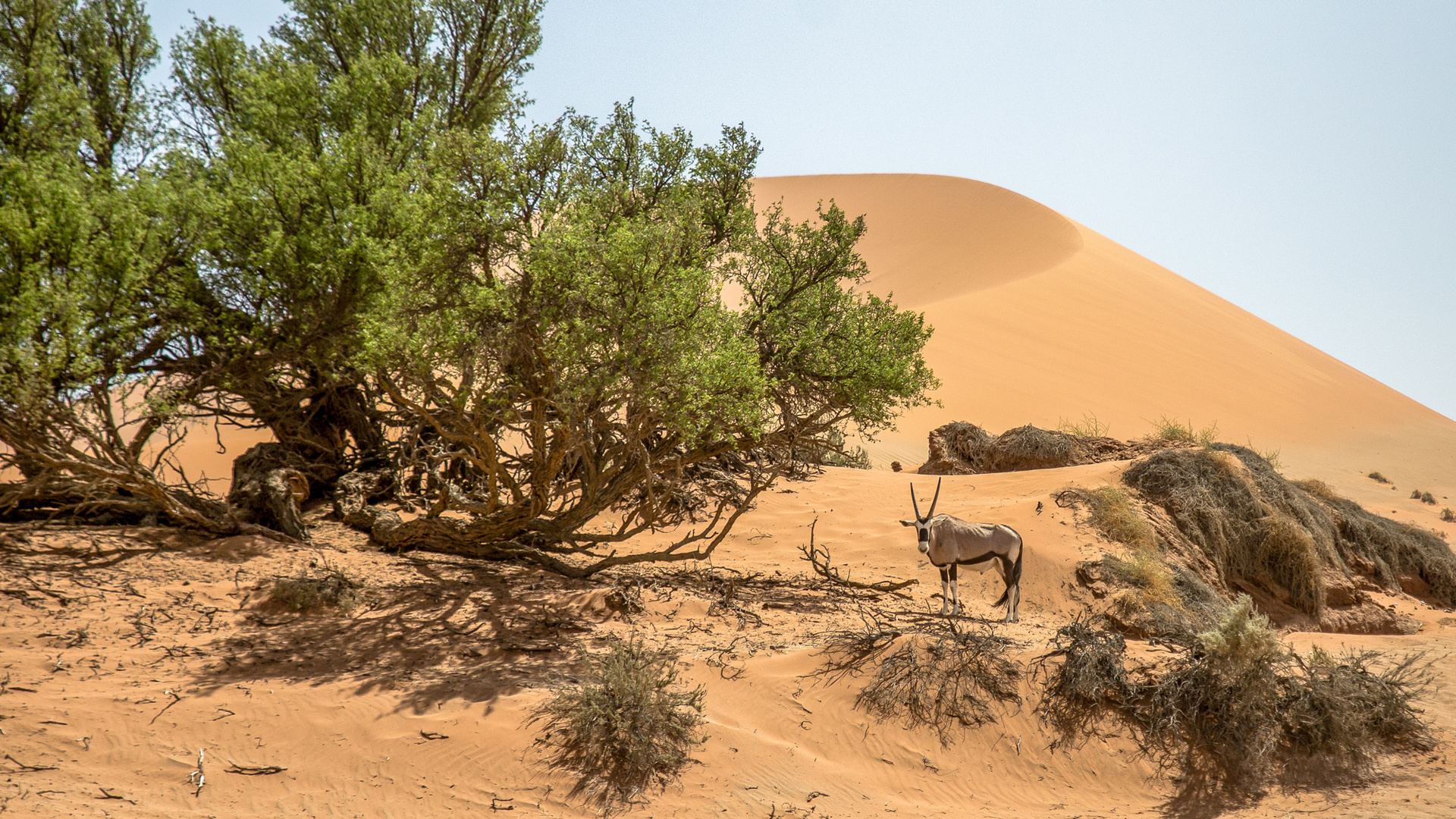 Leben in  der Wüste