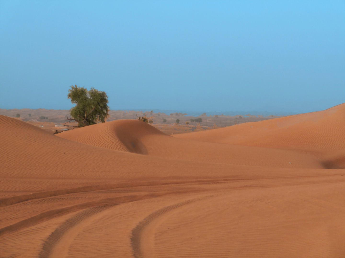 Leben in der Wüste Foto & Bild | landschaft, wüste, pflanzen Bilder auf