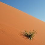 Leben in der Wüste...