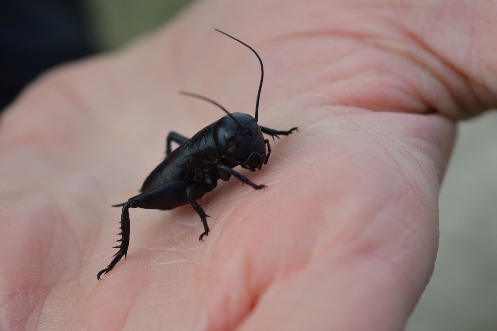 Leben in Hand