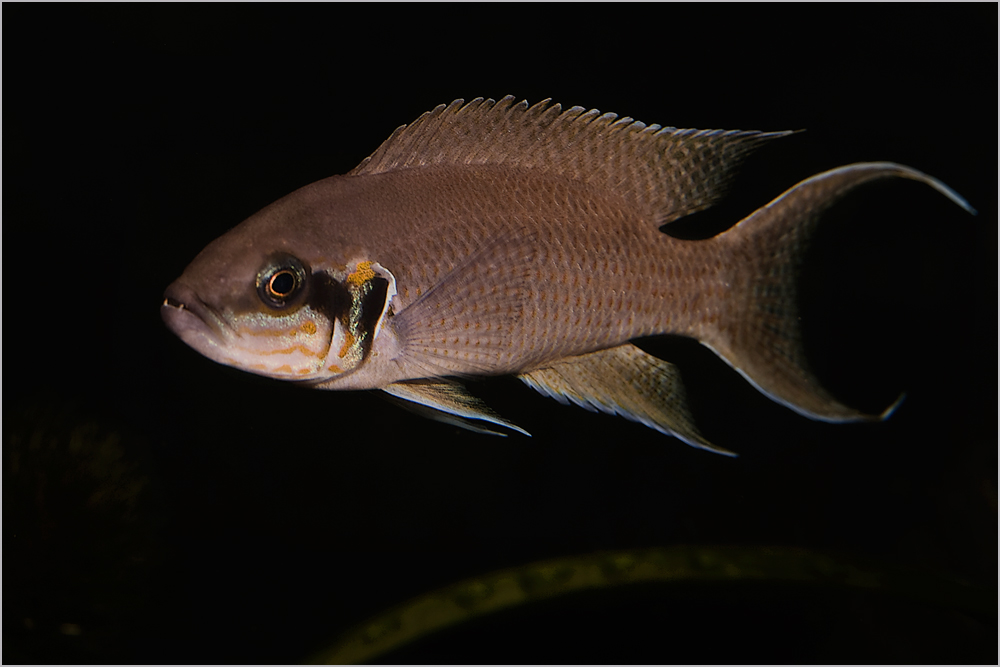 Leben in meinem Aquarium (2)