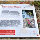 . . . Leben in Passauer Mauern . . . 