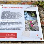 . . . Leben in Passauer Mauern . . . 