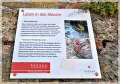 . . . Leben in Passauer Mauern . . . 